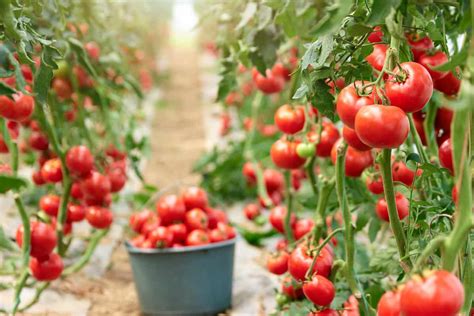 How To Grow Greenhouse Tomatoes A Step By Step Guide For Seed To Harvest
