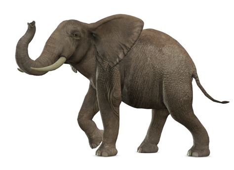 Elephant Png Transparent Images Png All