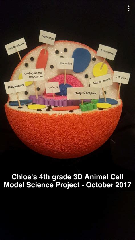 Animal cell model science 3d project model for students animal cell project animal cell 3d. 4th grade science project 3D Animal Cell Model October ...