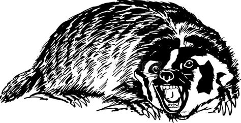Honey Badger Ratel Sketch Vector Illustration Stock Vector