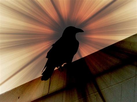 Raven Illumination Photograph By Michele Nelson Fine Art America