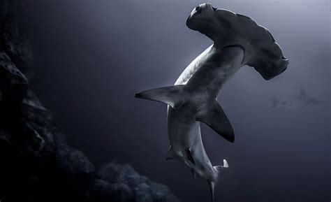 Hammerhead Shark Predadtor Ocean Hd Wallpaper Peakpx