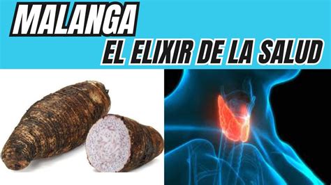 Malanga O Yaut A Los Secretos Mejor Guardado Para La Salud Youtube