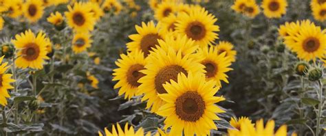 Download Wallpaper 2560x1080 Sunflowers Flowers Field Yellow Dual
