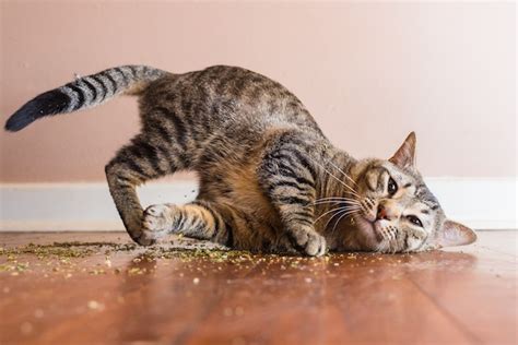 Cats are pretty sure they rule the world. Pet Photographer Captures Cats Going Crazy for Catnip