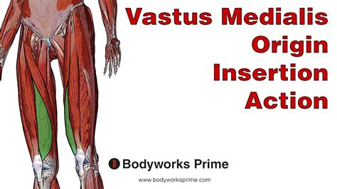 Vastus Medialis Anatomy Origin Insertion Action Youtube