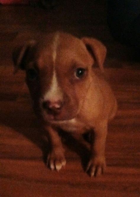 26 812 просмотров 26 тыс. 5 weeks 3 day old pitbull puppy #sups cute | Cute pitbull puppies, Pitbull puppies, Pitbull puppy