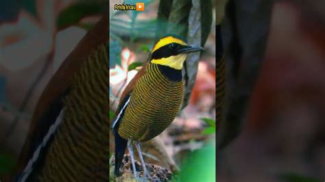 Burung Paling Cantik Ini Ternyata Suaranya Jelek Banget Youtube