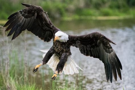 Bald Eagle Landing On Shore Stock Photo Image Of Flight Whitehead