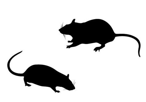 Rat Silhouette Vector Free Download Rat Silhouette Silhouette