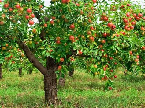 How Far Apart Do You Plant Semi Dwarf Apple Trees