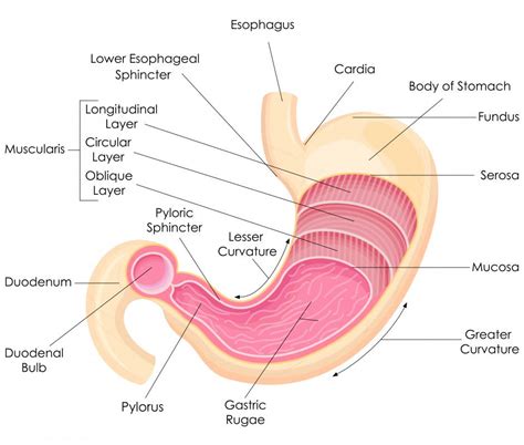 What Is The Anatomy Of The Duodenum With Pictures