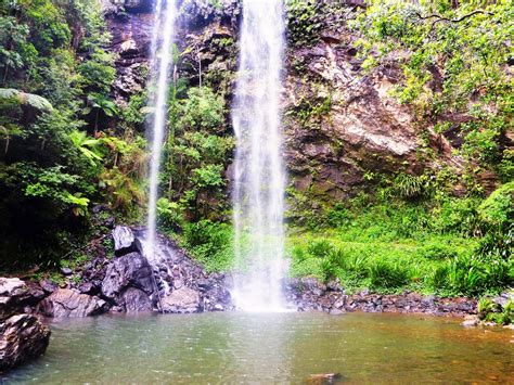Glance at these excursions in the city, some of which you can. National Park Odyssey: Springbrook National Park, QLD ...