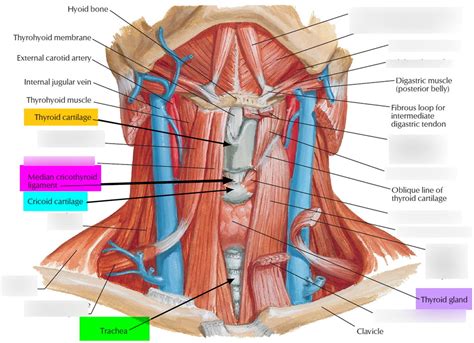 Comd Extrinsic Laryngeal Muscles Diagram Quizlet