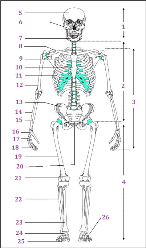 le système squelettique