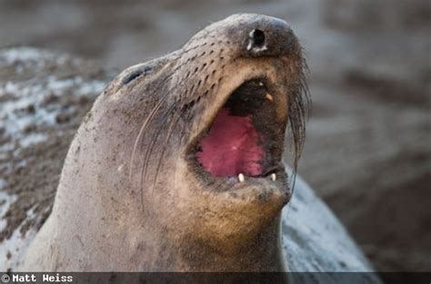 Myoglobin The Key To Marine Mammals Breath Holding