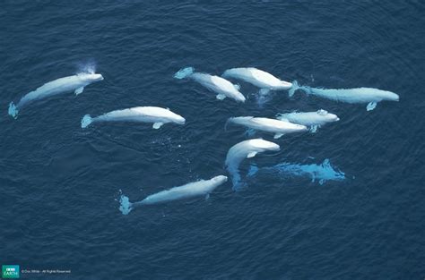 What Is So Special About The White Whale Alltop Viral