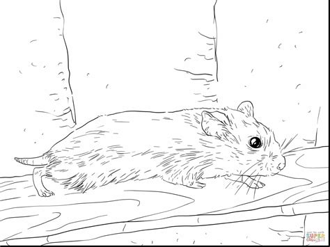 Hamster Coloring Pages At Free