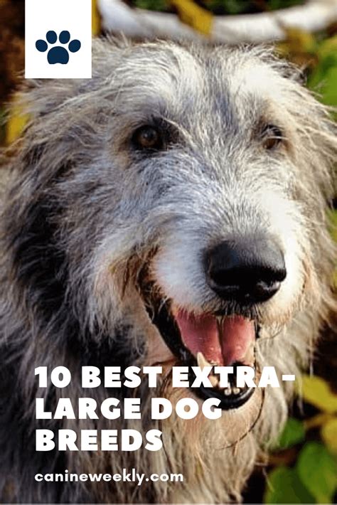 10 Best Extra Large Dog Breeds For Lovers Of Huge And Giant Dogs Extra Large Dog Breeds