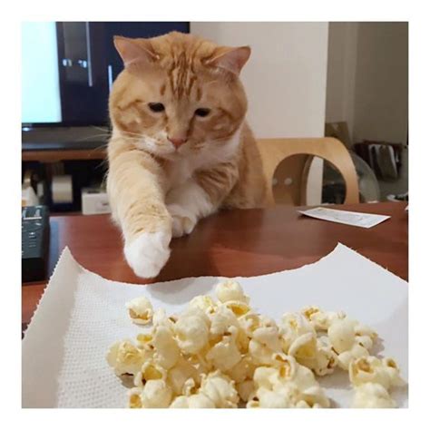 Can Cats Eat Popcorn Is Popcorn Safe For Cats Cattime Cats Cat