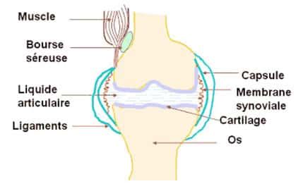 L Anatomie D Une Articulation Dossier