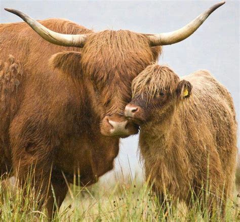 Highland Cattle Scotland Scottish Highland Cow Scottish Cow Long