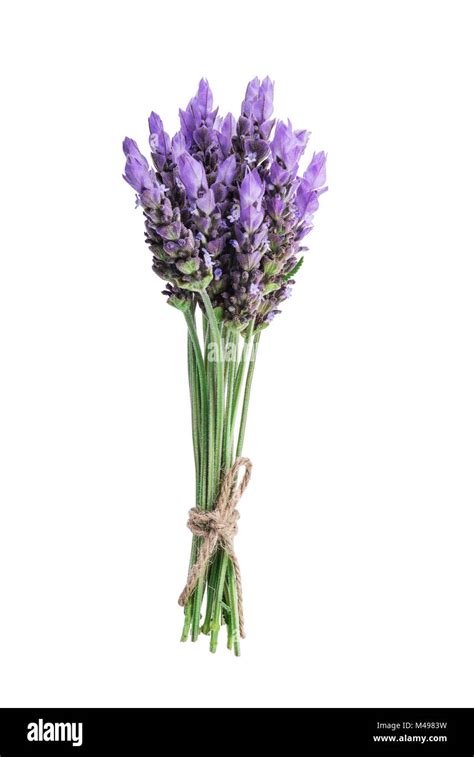 Bundle Of Lavender Stock Photo Alamy