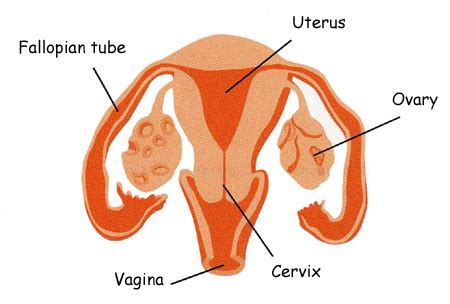 The female reproductive anatomy includes both external and internal structures. Women's Health Topics - Doctor Rosemary Leitch Ob/Gyn