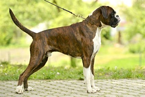 Boxer Dogs Breed Information Temperament Size And Price Pets4homes