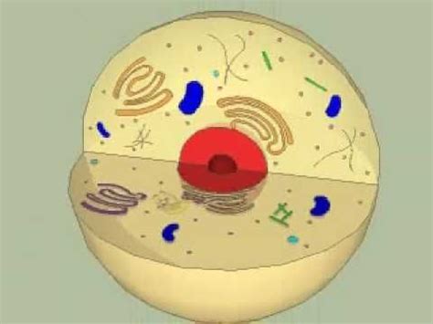 Maybe you would like to learn more about one of these? 13 best images about Cell Unit on Pinterest | Activities ...