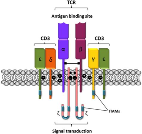 Schematic Representation Of The T Cell Receptor CD3 Complex The