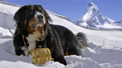 Bernese Mountain Dog In The Snow On A Background Of