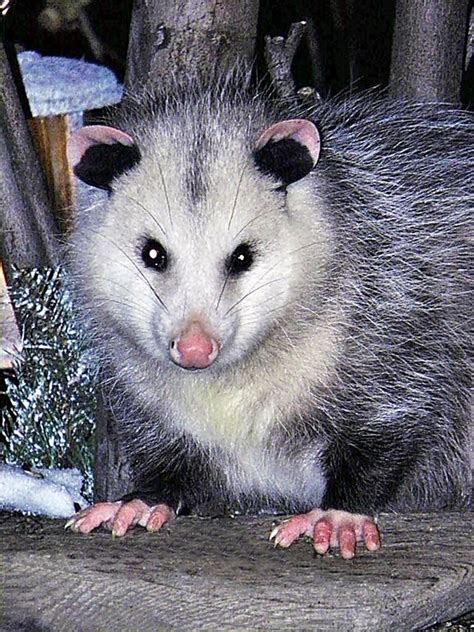 We had an opossum who wandered onto our back porch as i have never heard of a possum eating or even hunting a cat or kitten. 31 best Opossum images on Pinterest | Opossum, Animal ...