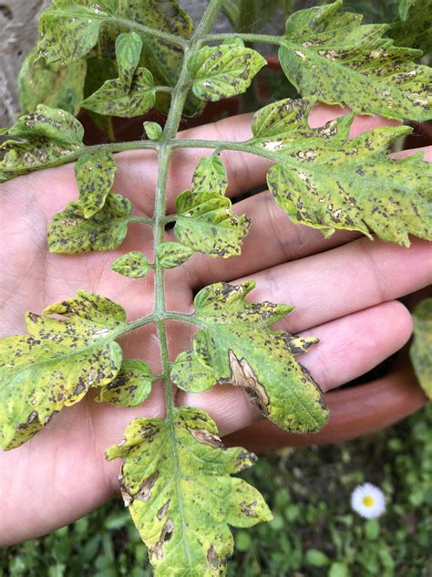 Which Disease Is This On The Older Leaves Of Tomato Plant 🍅 Rgardening