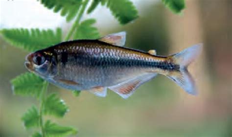Qué peces comen algas Descubre especies