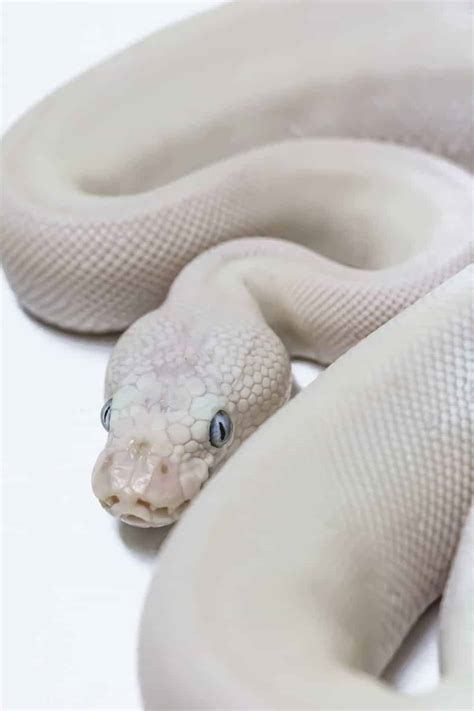 Blue Eyed Leucistic Ball Pythons Everything You Need To Know Embora Pets