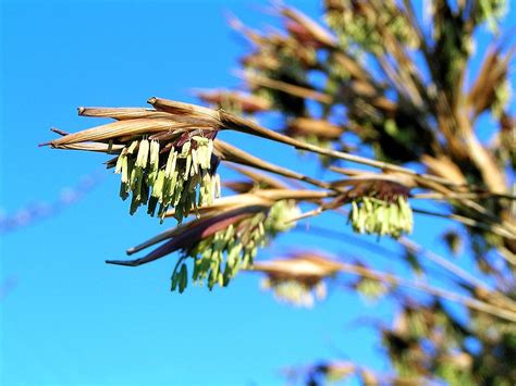 The Mysterious Phenomenon Of Bamboo Flowering Amusing Planet