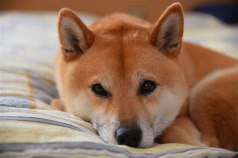How do you feel about shiba inu today? Homepage von Manuela Wind - Willkommen