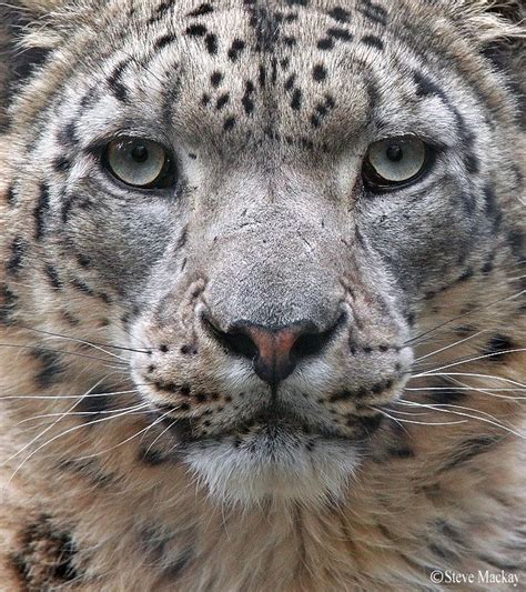 Not Found Snow Leopard Rare Albino Animals Big Cats