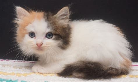 Some of the animal interactions in calico will include playing with toys. Available Kittens