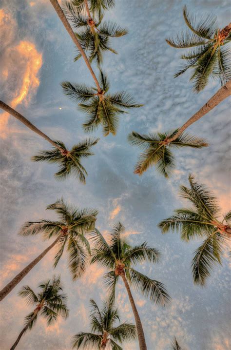 Hawaii Palm Trees Iphone Wallpaper Janelle Frame