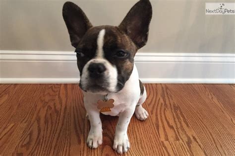 Learn more about the french bulldog breed and find out if this dog is the right fit for your home at petfinder! Sadie: French Bulldog puppy for sale near Chicago, Illinois. | 3b928323-b5b1