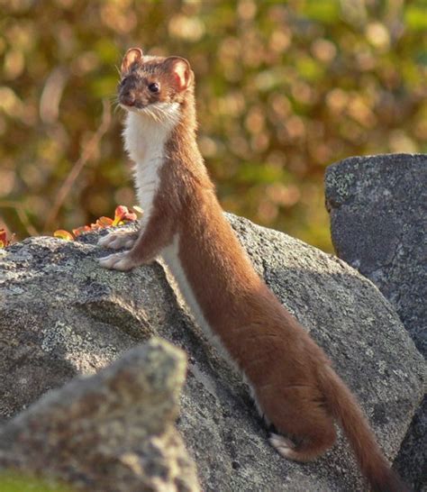 Short Tailed Weasel In The Alpine Weasels Mammals Bob Armstrongs