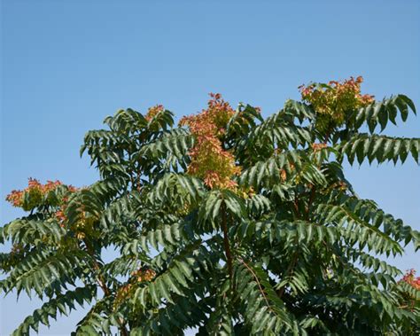 What Is Tree Of Heaven And How To Control It In Your Garden Yates