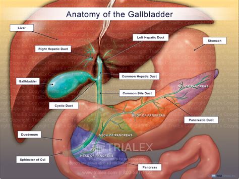Normal Anatomy Of The Gallbladder And Pancreas Trial Exhibits I