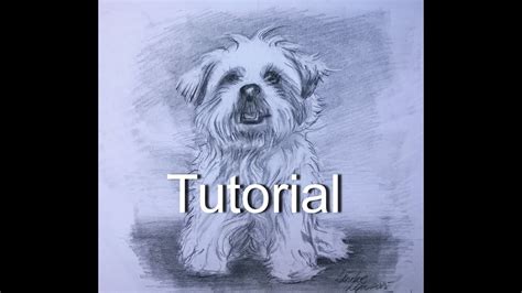 23 Realistic Maltese Dog Drawing L2sanpiero