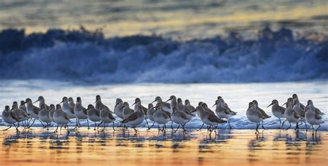 Saving Australias Migratory Shorebirds From Extinction