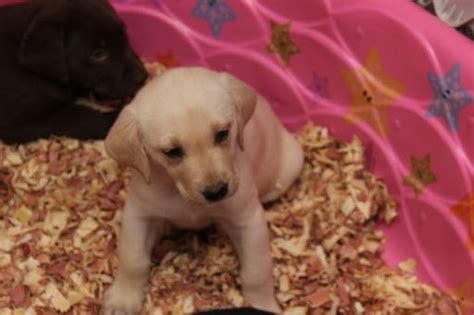 For the best experience, we recommend you upgrade to the latest version of chrome or safari. Litter of 5 Labrador Retriever puppies for sale in ...