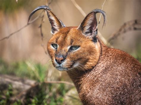 Portrait Of A Caracal Cat Stock Photo Image Of Caracal 18565216