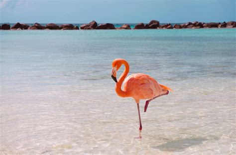 Ask Smithsonian Why Do Flamingos Stand On One Leg Unianimal